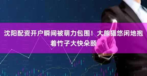 沈阳配资开户瞬间被萌力包围！大熊猫悠闲地抱着竹子大快朵颐
